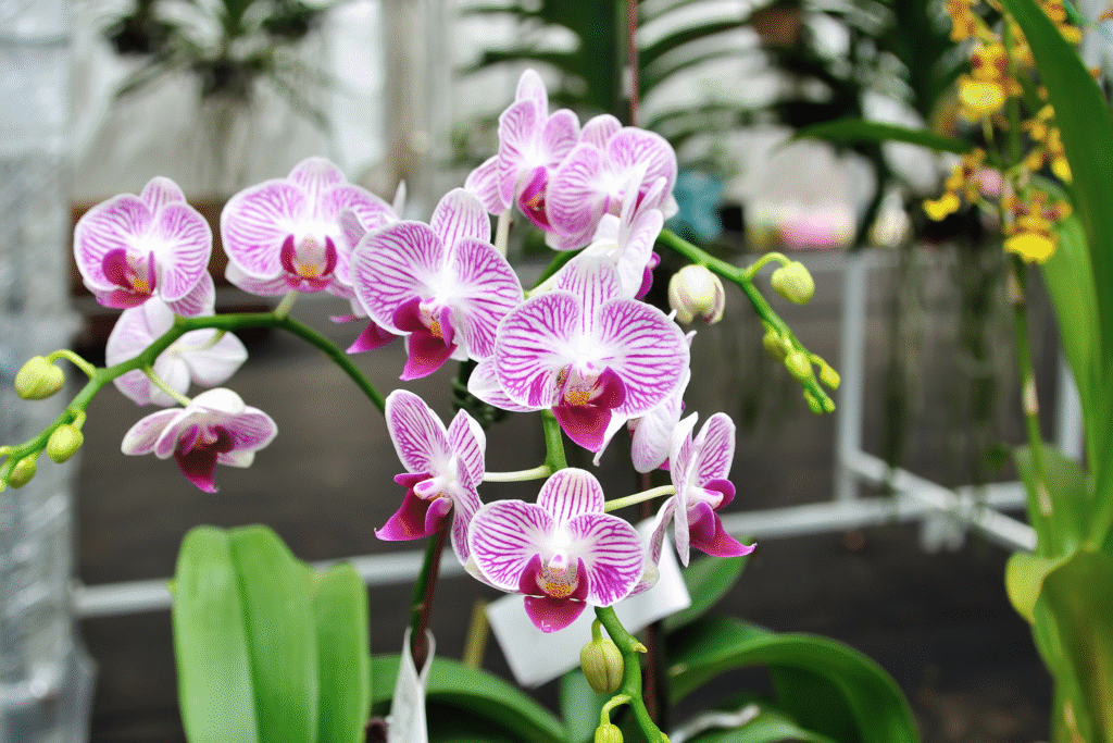 Cuidados de orquídeas: guía esencial para mantenerlas sanas y en flor