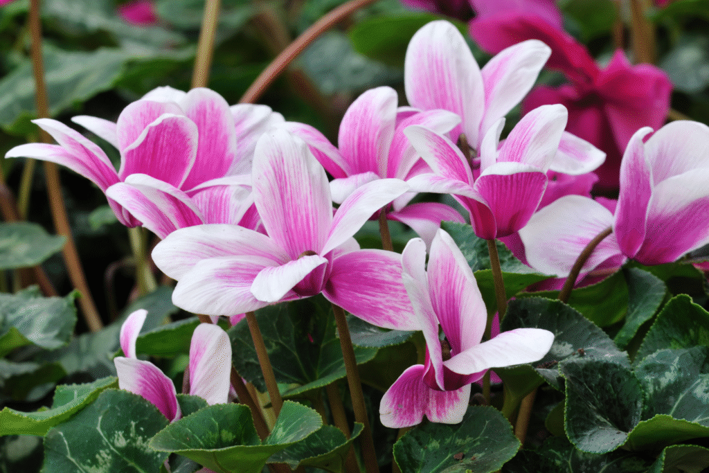 cyclamen flor de temporada invierno