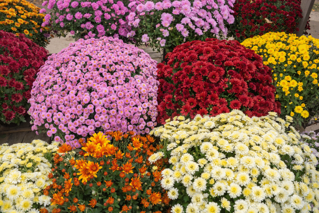 Crisantemos flor de temporada otoño