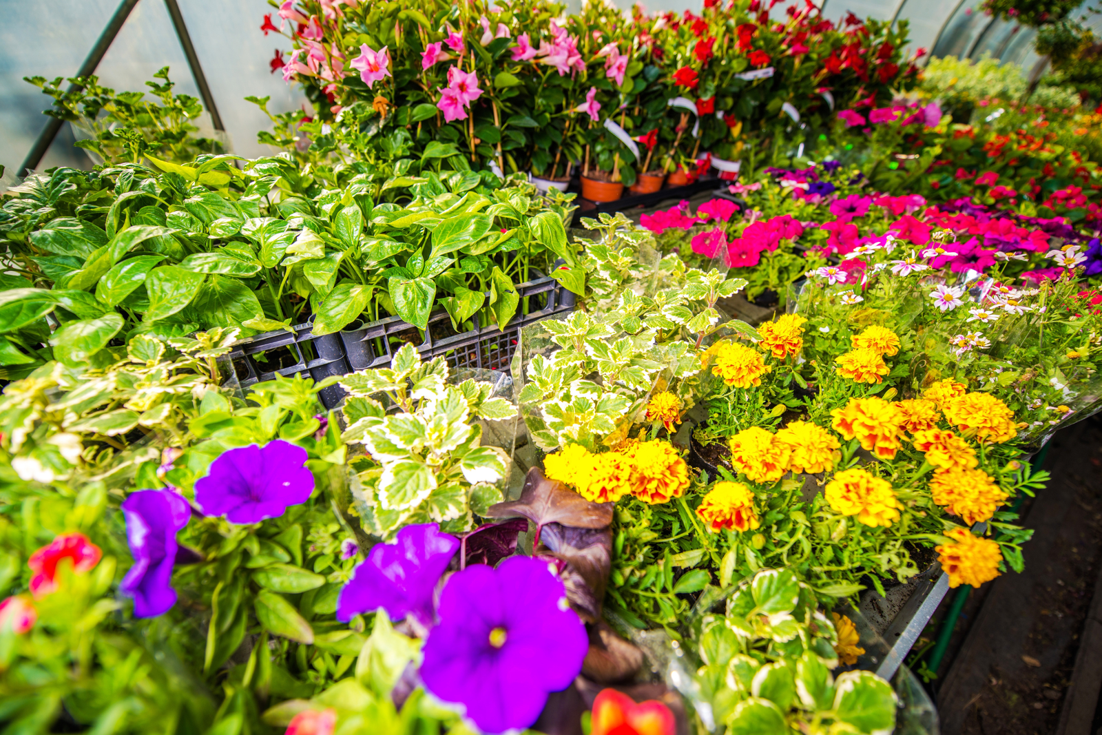 Flores de temporada según la estación del año