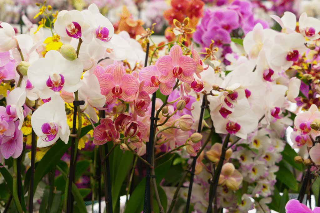 Orquideas naturales de distintos colores