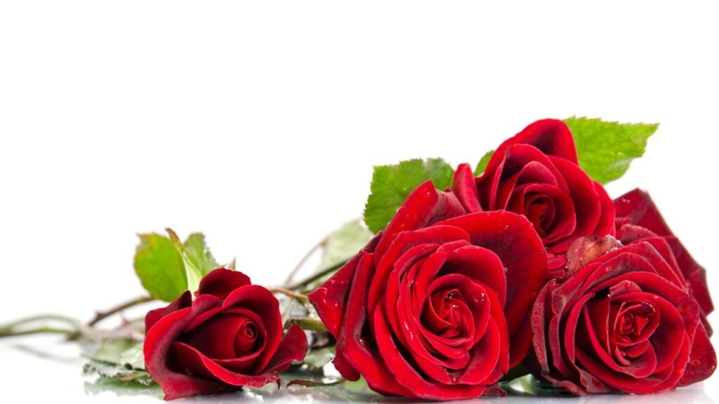 rosas rojas para decoración navideña